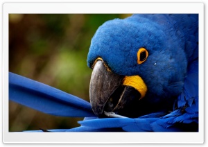 Blue Parrot Ultra HD Wallpaper for 4K UHD Widescreen desktop, tablet & smartphone