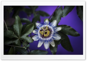 Blue Passion Flower Ultra HD Wallpaper for 4K UHD Widescreen desktop, tablet & smartphone