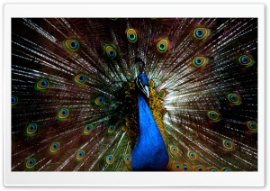 Blue Peacock Ultra HD Wallpaper for 4K UHD Widescreen desktop, tablet & smartphone