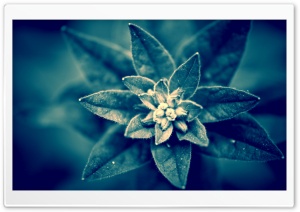 Blue Plant Macro Ultra HD Wallpaper for 4K UHD Widescreen desktop, tablet & smartphone
