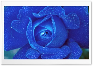 Blue Rose Ultra HD Wallpaper for 4K UHD Widescreen desktop, tablet & smartphone