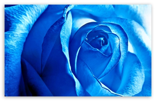blue Rose UltraHD Wallpaper for Widescreen 16:10 ;
