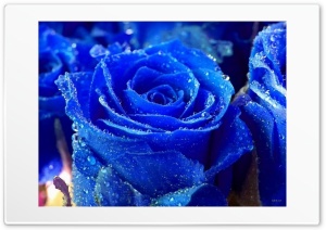 blue Rose 4K UHD Wallpaper for Widescreen and UltraWide Desktop, UltraHD TV, Smartphone, Tablet