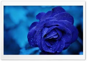 Blue Rose Macro Ultra HD Wallpaper for 4K UHD Widescreen desktop, tablet & smartphone