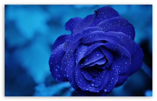 A blue rose, nature, roses, blue, pretty, graphy, flowers, HD wallpaper |  Peakpx