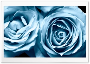 Blue Roses Ultra HD Wallpaper for 4K UHD Widescreen desktop, tablet & smartphone