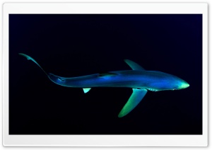 Blue Shark Underwater Ultra HD Wallpaper for 4K UHD Widescreen Desktop, Lockscreen, Screensaver, TV, Tablet, Smartphone