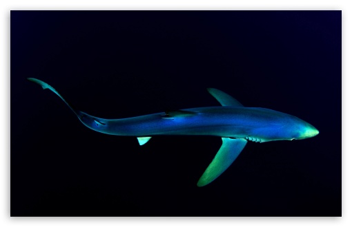 Blue Shark Underwater UltraHD Wallpaper for UHD 16:9 ; HD 16:9 ; UltraWide 21:9 24:10 32:9 32:10 ; Widescreen 16:10 5:3 ; Fullscreen 4:3 5:4 3:2 ; Dual 16:10 5:3 16:9 4:3 5:4 3:2 ;