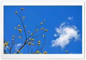 Blue Sky and Yellow Flowers Ultra HD Wallpaper for 4K UHD Widescreen desktop, tablet & smartphone