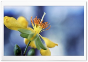 Blue Sky Bokeh, Yellow Flower Ultra HD Wallpaper for 4K UHD Widescreen desktop, tablet & smartphone