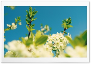Blue Sky, Spring Ultra HD Wallpaper for 4K UHD Widescreen desktop, tablet & smartphone