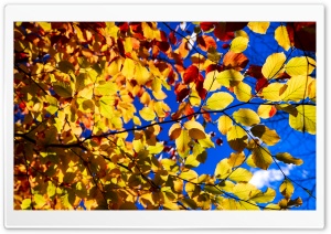 Blue Sky, Yellow Leaves, Tree Branches, Autumn Ultra HD Wallpaper for 4K UHD Widescreen desktop, tablet & smartphone
