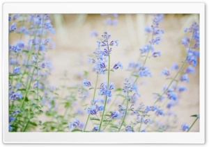 Blue Small Flowers Ultra HD Wallpaper for 4K UHD Widescreen desktop, tablet & smartphone