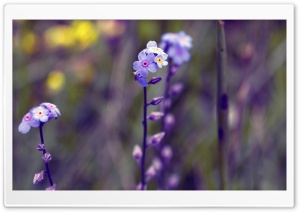 Blue Small Flowers, Bokeh Ultra HD Wallpaper for 4K UHD Widescreen desktop, tablet & smartphone