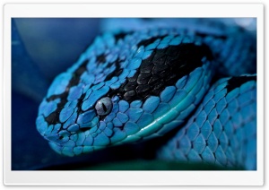 Blue Snake Ultra HD Wallpaper for 4K UHD Widescreen desktop, tablet & smartphone