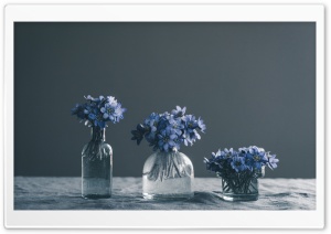 Blue Spring Flowers Still Life Ultra HD Wallpaper for 4K UHD Widescreen desktop, tablet & smartphone