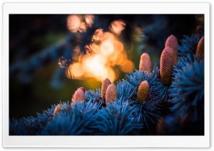 Blue Spruce Cones Macro Ultra HD Wallpaper for 4K UHD Widescreen desktop, tablet & smartphone