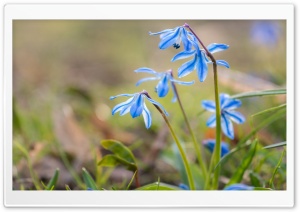 Blue Squill Flowers Ultra HD Wallpaper for 4K UHD Widescreen desktop, tablet & smartphone