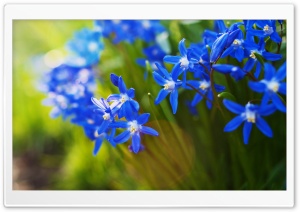Blue Squill, Scilla, Beautiful Spring Flowers Ultra HD Wallpaper for 4K UHD Widescreen desktop, tablet & smartphone