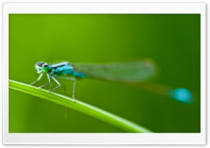 Blue Tailed Damselfly Ultra HD Wallpaper for 4K UHD Widescreen desktop, tablet & smartphone