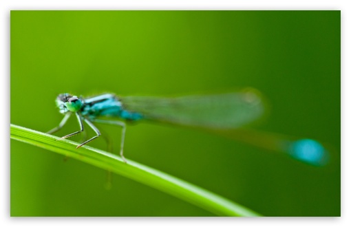 Blue Tailed Damselfly UltraHD Wallpaper for UHD 16:9 2160p 1440p 1080p 900p 720p ; 8K UHD TV 16:9 Ultra High Definition 2160p 1440p 1080p 900p 720p ; UltraWide 32:9 32:10 ; Widescreen 16:10 5:3 WHXGA WQXGA WUXGA WXGA WGA ; Fullscreen 4:3 5:4 3:2 UXGA XGA SVGA QSXGA SXGA DVGA HVGA HQVGA ( Apple PowerBook G4 iPhone 4 3G 3GS iPod Touch ) ; Tablet 1:1 ; Mobile 3:5 3:4 - ; Dual 16:10 5:3 16:9 4:3 5:4 WHXGA WQXGA WUXGA WXGA WGA 2160p 1440p 1080p 900p 720p UXGA XGA SVGA QSXGA SXGA ;