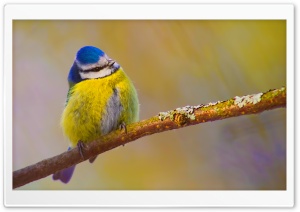 Blue Tit Bird Ultra HD Wallpaper for 4K UHD Widescreen desktop, tablet & smartphone