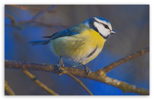 Blue Tit Macro UltraHD Wallpaper for UHD 16:9 ; HD 16:9 ; Widescreen 16:10 5:3 ; Fullscreen 4:3 5:4 3:2 ; Tablet 1:1 ;