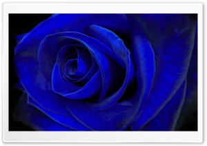 Blue Velvet Ultra HD Wallpaper for 4K UHD Widescreen desktop, tablet & smartphone