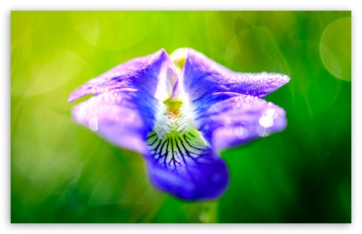 Violet Flower - Etsy