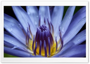 Blue Water Lily Close-up Ultra HD Wallpaper for 4K UHD Widescreen desktop, tablet & smartphone