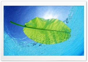 Blue Waters Of A Green Leaf Ultra HD Wallpaper for 4K UHD Widescreen desktop, tablet & smartphone