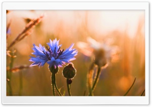 Blue Wildflower Carnation Ultra HD Wallpaper for 4K UHD Widescreen desktop, tablet & smartphone