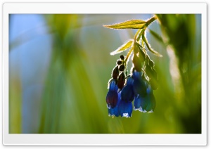 Blue Wildflower, Macro 4K UHD Wallpaper for Widescreen and UltraWide Desktop, UltraHD TV, Smartphone, Tablet