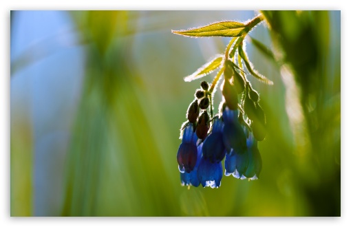 Blue Wildflower, Macro UltraHD Wallpaper for UHD 16:9 ; HD 16:9 ; UltraWide 21:9 24:10 ; Widescreen 16:10 5:3 ; Fullscreen 4:3 5:4 3:2 ; Tablet 1:1 ; Mobile 9:16 9:19.5 9:20 9:21 9:22 10:16 2:3 3:5 3:4 ;