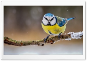 Blue Yellow Bird Ultra HD Wallpaper for 4K UHD Widescreen desktop, tablet & smartphone
