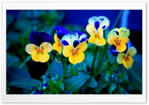 Blue Yellow Pansies Ultra HD Wallpaper for 4K UHD Widescreen Desktop, Lockscreen, Screensaver, TV, Tablet, Smartphone