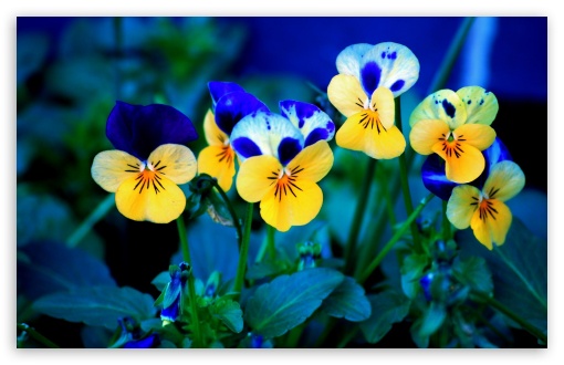 Blue Yellow Pansies UltraHD Wallpaper for HD 16:9 ; Widescreen 16:10 5:3 ; Fullscreen 4:3 ;