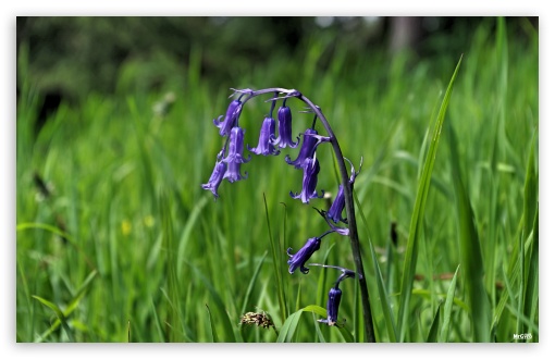 Bluebell UltraHD Wallpaper for UHD 16:9 2160p 1440p 1080p 900p 720p ; 8K UHD TV 16:9 Ultra High Definition 2160p 1440p 1080p 900p 720p ; Widescreen 16:10 5:3 WHXGA WQXGA WUXGA WXGA WGA ;