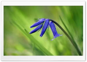 Bluebell Flowers Ultra HD Wallpaper for 4K UHD Widescreen desktop, tablet & smartphone