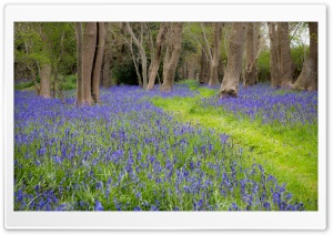 Bluebell Flowers, Grove, Spring Ultra HD Wallpaper for 4K UHD Widescreen desktop, tablet & smartphone