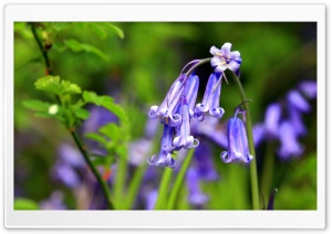 Bluebells Flowers, Perivale Wood Ultra HD Wallpaper for 4K UHD Widescreen desktop, tablet & smartphone