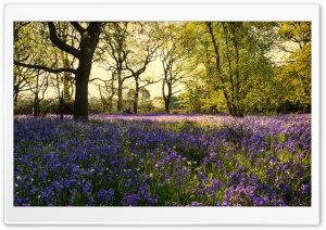 Bluebells Flowers, Woods, Spring Ultra HD Wallpaper for 4K UHD Widescreen desktop, tablet & smartphone