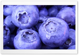 Blueberry Ultra HD Wallpaper for 4K UHD Widescreen desktop, tablet & smartphone