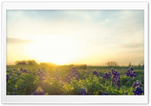 Bluebonnet Sunrise Ultra HD Wallpaper for 4K UHD Widescreen desktop, tablet & smartphone