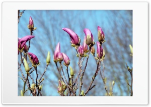 blume 4K UHD Wallpaper for Widescreen and UltraWide Desktop, UltraHD TV, Smartphone, Tablet