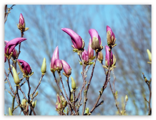 blume UltraHD Wallpaper for Fullscreen 4:3 ;