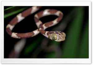 Blunt Headed Tree Snake Ultra HD Wallpaper for 4K UHD Widescreen desktop, tablet & smartphone