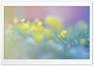 Blurred Flowers Image Ultra HD Wallpaper for 4K UHD Widescreen desktop, tablet & smartphone