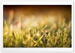 Blurred Grass Ultra HD Wallpaper for 4K UHD Widescreen desktop, tablet & smartphone