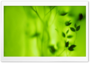 Blurred Green Leaves Ultra HD Wallpaper for 4K UHD Widescreen desktop, tablet & smartphone